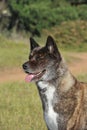 American Akita Tabby Purebred Dog on the grass