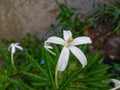 Nice and Unique White Flowers