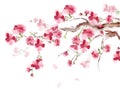 Blooming sakura japan cherry branch with pink flowers. .