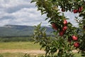 A nice view and an apple tree Royalty Free Stock Photo