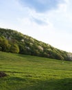 Nice view, forest in springtime