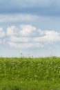 Nice view of green grass, flowers and a cloudy sky Royalty Free Stock Photo