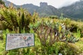 Kirstenbosch Botanical Gardens, Cape Town, South Africa