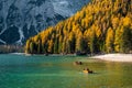 Nice view from Lago di braies . One of the most beautiful scenic lake in Dolomites late morning during Autumn season , Dolomites