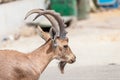 Nice view of Nubian ibex goat Royalty Free Stock Photo