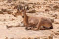 Nice view of Nubian ibex goat Royalty Free Stock Photo