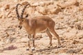 Nice view of Nubian ibex goat Royalty Free Stock Photo