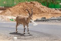Nice view of Nubian ibex goat Royalty Free Stock Photo