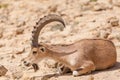 Nice view of Nubian ibex goat Royalty Free Stock Photo