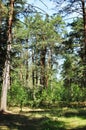 Nice view of the pine forest. Forest trail and tall pines. Royalty Free Stock Photo