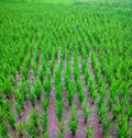 Nice view of rice plants in the afternoon, rice is the staple food of Indonesian people. Royalty Free Stock Photo