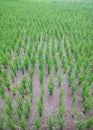 Nice view of rice plants in the afternoon, rice is the staple food of Indonesian people.