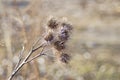 Nice view of some spiky dried thistle blossoms