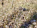 Nice view of some spiky dried thistle blossoms