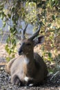 A nice view of southern grysbok Royalty Free Stock Photo