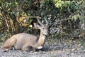 A nice view of southern grysbok Royalty Free Stock Photo
