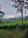 nice view on the tea garden Royalty Free Stock Photo