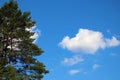 Nice view of the top of the green tree and the white cloud against the blue sky Royalty Free Stock Photo