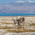 Nice view of Yak in Tajikistan Royalty Free Stock Photo