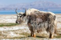 Nice view of Yak in Tajikistan