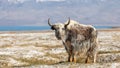 Nice view of Yak in Tajikistan Royalty Free Stock Photo