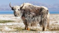 Nice view of Yak in Tajikistan Royalty Free Stock Photo