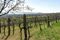 Nice vineyard in Csopak next to the lake Balaton at spring landscape with houses and blooming trees Royalty Free Stock Photo