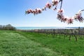 Nice vineyard in Csopak next to the lake Balaton at spring landscape with houses and blooming trees Royalty Free Stock Photo