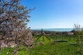 Nice vineyard in Csopak next to the lake Balaton at spring landscape with houses and blooming trees Royalty Free Stock Photo