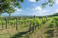 Nice vineyard in Csopak next to the lake Balaton at summer landscape with houses and church Royalty Free Stock Photo