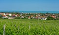 Nice vineyard in Csopak next to the lake Balaton at summer landscape with houses and church Royalty Free Stock Photo