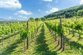 Nice vineyard in Csopak next to the lake Balaton at summer landscape with houses and church Royalty Free Stock Photo
