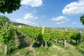 Nice vineyard in Csopak next to the lake Balaton at summer landscape with houses and church Royalty Free Stock Photo