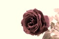 Vintage rose photo detail Royalty Free Stock Photo