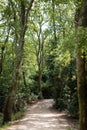 Nice walk through the forest among the trees in the morning light Royalty Free Stock Photo