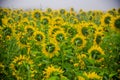 Nice and warm in summer field with blooming sunflower blossoms