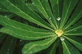 Nice water droplet on dark green leaves, macro photo Royalty Free Stock Photo