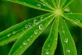 Nice water droplet on light green leaves, macro photo Royalty Free Stock Photo