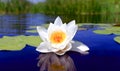 Nice water lily flower Royalty Free Stock Photo