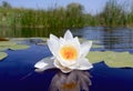 Nice water lily flower Royalty Free Stock Photo