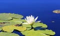 Nice water lily flower Royalty Free Stock Photo