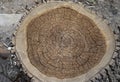 Rustic dark weathered wooden texture. Wooden background. Concentric circles of the structure of the felling old tree. Royalty Free Stock Photo