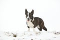 Nice welsh corgi cardigan in the snow