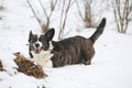 Nice welsh corgi cardigan in winter