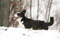 Nice welsh corgi cardigan in winter