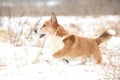 Nice welsh corgi cardigan in winter