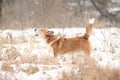 Nice welsh corgi cardigan in winter