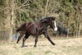 Nice welsh mountain pony running on pasturage Royalty Free Stock Photo