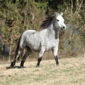 Nice welsh mountain pony running on pasturage Royalty Free Stock Photo