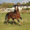 Nice welsh mountain pony stallion running and looking at you Royalty Free Stock Photo